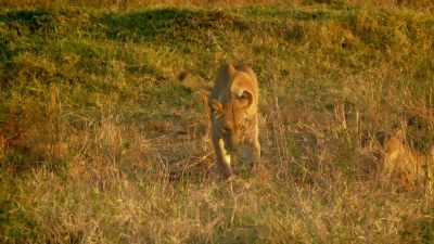 For one family to succeed, another
must fail. - Serengeti