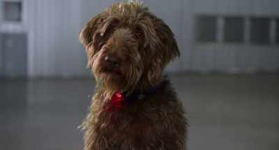 For only two legs, that kid is fast! - Think Like a Dog