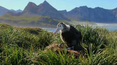 For other chicks, plastic can be fatal. - Blue Planet II