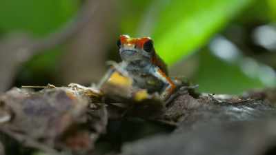 For protection, to dominate rivals,
and to find a partner. - Attenborough's Life in Colour