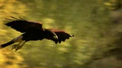 ...for raptors. - United States of Animals