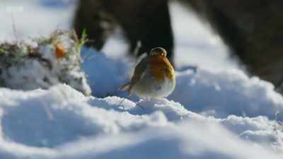 ..for this robin, they are
invaluable. - Wild Isles