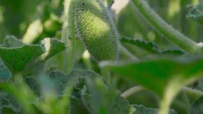 For several weeks now, pressure has
been building up inside the pods. - The Green Planet