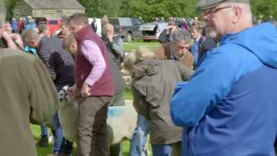 For each sheep
they look at the conformation - - Our Yorkshire Farm