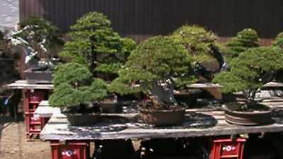 For six years, the
dialogue about me was, - Trees and Other Entanglements