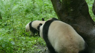 For some, this is a time to feast, - A Year on Planet Earth