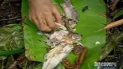 FOR SUCH AN AGGRESSIVE...
UNPLEASANT FISH, - Man vs. Wild