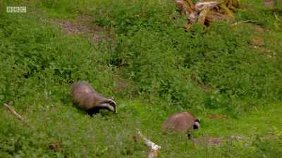 For such social animals, badgers
can be surprisingly bad-tempered. - Wales: Land of the Wild