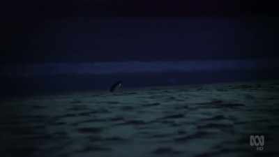 For Tasmania's little penguins, - David Attenborough's Tasmania