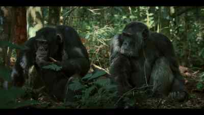 ...for the alpha and for the challenger. - Chimp Empire