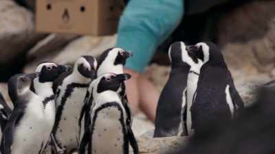 For the beleaguered colony, - Penguin Town