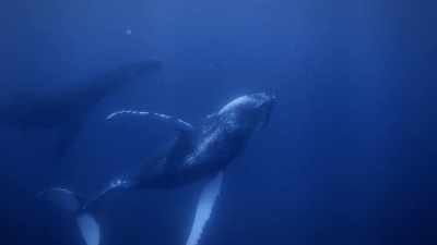"For the calf,
breaching is less about chat." - Secrets of the Whales
