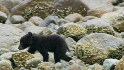 For the cubs, lunch today
will have to be a takeaway. - Seven Worlds, One Planet