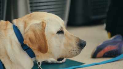 For the dogs that are matched,
it's two intensive weeks. - Inside the Mind of a Dog