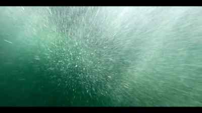 For the dolphins,
it seems like a chance to have more fun. - Our Oceans