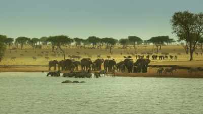 For the elephant family, - Serengeti
