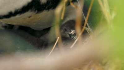 For the first few days,
they're helpless and blind. - Penguin Town