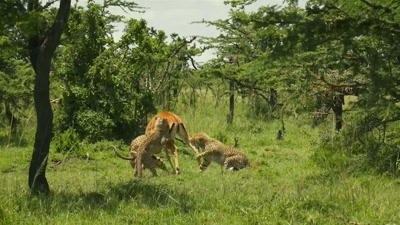 'For the first time,
her cubs actually help. - A Year on Planet Earth