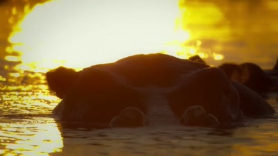 'For the first time, - A Year on Planet Earth