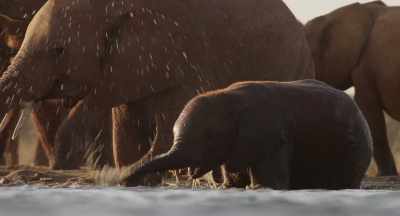 For the first time since Mimi died,
Wewe enjoys himself. - The Elephant Queen