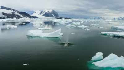 For the killer whales, - Frozen Planet II