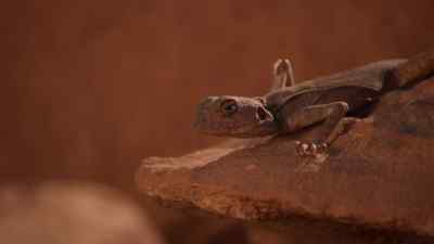 For the little lizard,
the opportunity has gone. - Prehistoric Planet
