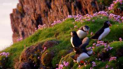 For the lucky pairs
that have made it back, - Wales: Land of the Wild