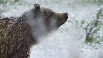 For the next five months, - Epic Yellowstone
