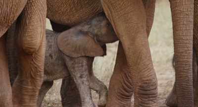 For the next two years, she'll be
totally dependent on her mother's milk. - The Elephant Queen