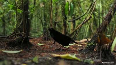 For the owner, a western parotia,
there's work to be done first. - Our Planet