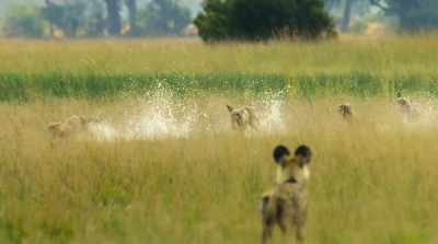 For the painted wolves,
life again is sweet. - Surviving Paradise: A Family Tale