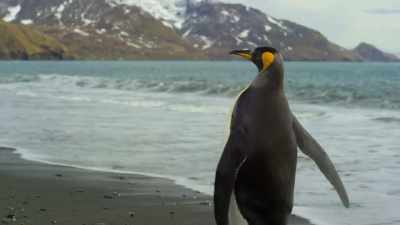 For the penguin,
it was too close for comfort, - Our Planet