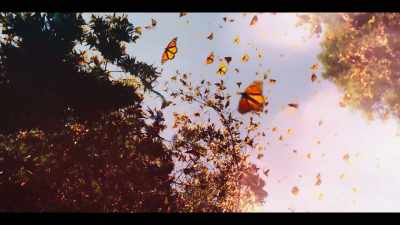 For the people out there
that can see a butterfly - Surviving Death
