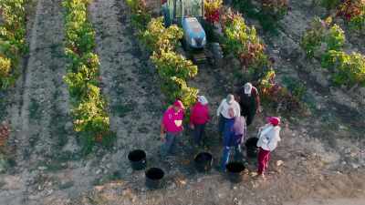 For the pickers,
it's a time for celebration, - Europe From Above