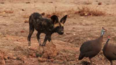 For the pups,
this is their first adventure. - Dynasties