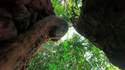 For the pygmy marmosets,
life seems to be returning to normal. - Tiny World