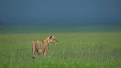 For the sake of the pride, - Dynasties