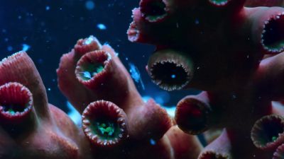 For the tiny animals drifting in... - Earth at Night in Color