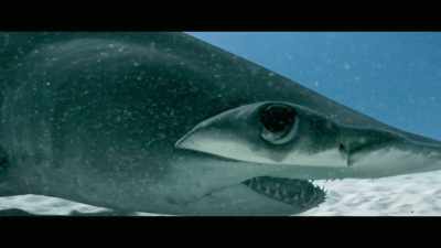 For their future and ours, - Envoy: Shark Cull