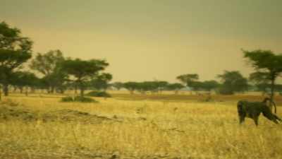 For their sake,
he must leave the troop. - Serengeti