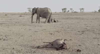 For them all, it is only a matter of time. - The Elephant Queen