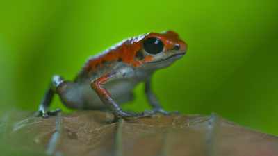 For them, life is colour. - Attenborough's Life in Colour