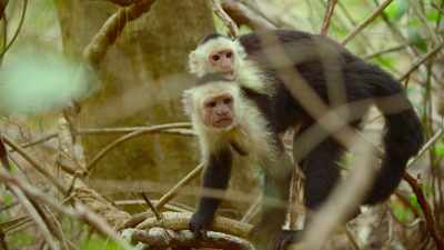 For these monkeys,
two heads really are better than one. - The Secret Lives of Animals
