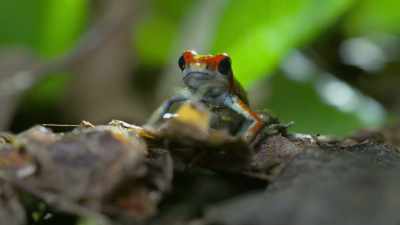 For these tiny frogs, - Attenborough's Life in Colour
