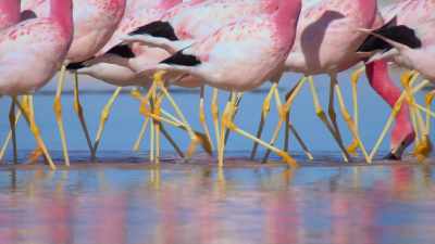 For those that are old enough
and physically fit, - Attenborough's Life in Colour