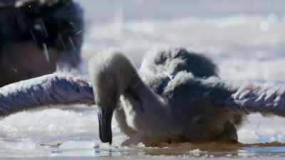 For those encumbered with
heavy loads of ice... - Frozen Planet II