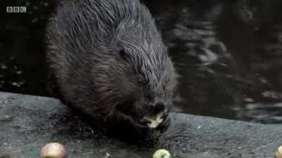 For thousands of years, - Wales: Land of the Wild