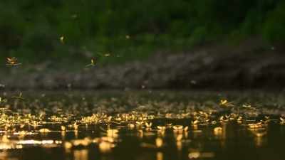 For three years,
they've lived underwater as larvae. - Our Planet