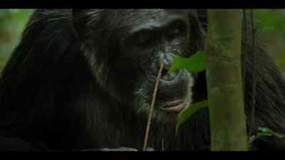 For this to happen, - Chimp Empire