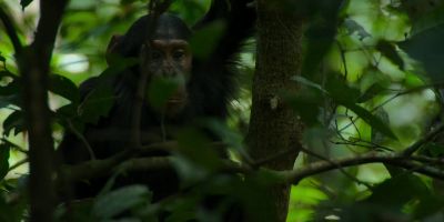 For this to happen, - Chimp Empire